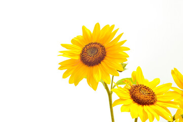 Wall Mural - Two vibrant yellow sunflowers with green stems and leaves stand out against a white background. The bright petals and seed-filled centers make a striking contrast.