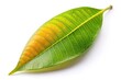© Hugnaka - Mango leaf isolated on white background with shallow depth of field