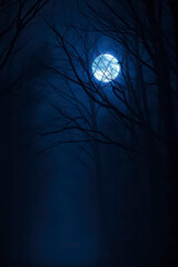 Mysterious fantasy silhouette dark branch night forest. Black mystical scary bare trunks autumn fog. Mystic Road way blue moonlight mist magic gothic horror spooky forest smoke