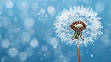 Wall Mural - A delicate dandelion glistens with dew against a serene blue backdrop, showcasing natures beauty in soft focus.