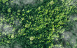 © Deemerwha studio - Aerial top view of green trees in forest. Green tree nature background for carbon neutrality and net zero emissions concept. Drone view of green tree captures CO2 to Sustainable green environment.