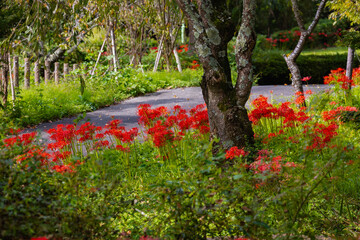 奥久慈茶の里公園　彼岸花風景