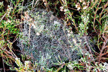 macro photo with wonderful spider webs, close-up view, delicate nature formation