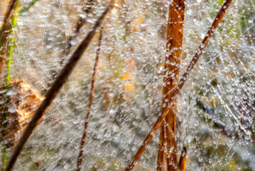 macro photo with wonderful spider webs, close-up view, delicate nature formation