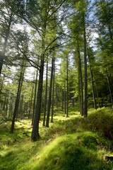  Grassy path through the forest above Buttermere in the Lake District