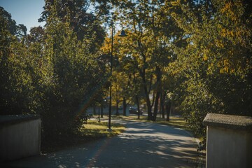 Sunny pathway surrounded by trees and greenery, inviting a peaceful walk