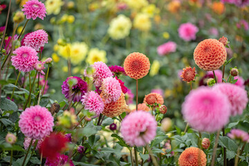 Wall Mural - group of mixed, beautiful dahlia flower variationsin rainbow color shades in a garden.