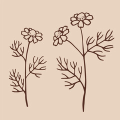 Wall Mural - Set of medicinal chamomile. Hand drawn vector illustration in outline style.
