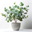 © Saddha Visual - Eucalyptus in a pot isolated white background