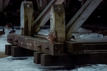 ducks on ice