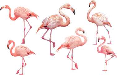 Wall Mural - flamingo watercolor clipart