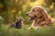© thiquynh - Golden Retriever and cat playing in the garden