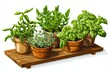 © JK_kyoto - A collection of herb plants in pots arranged on a wooden tray, vibrant green leaves, white isolate background.