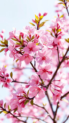 Wall Mural - delicate cluster pale pink blossoms blooms the sunlight