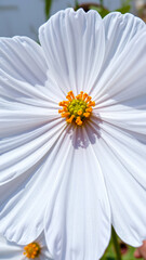 Wall Mural - white flower with a bright center
