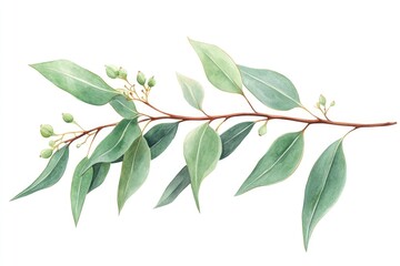 eucalyptus botanical illustration set with watercolor hand-drawn elements on white background