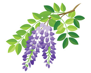 Sticker - Wisteria flower with green leaves vector illustration on white background