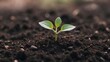 © SecretCanvas - Enchanting Scene of a Growing Plant in Soil as a Beautiful Reminder of Hope and Life’s Possibilities