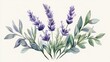 © Ayan - A delicate watercolor painting of lavender flowers and green leaves, creating a serene and calming image.
