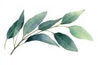 © Yevhen - Watercolor Eucalyptus Leaf Illustration on White Background with Hand-drawn Elements