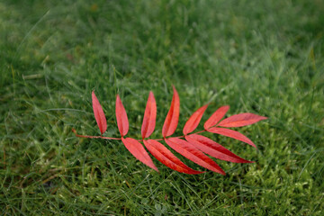 Wall Mural - a red rowan leaf on  the grass and  fallen autumn wallpaper