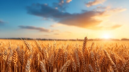 Golden wheat field under a vibrant sunset sky, symbolizing abundance and growth. Ideal for themes of agriculture, nature, and harvest.