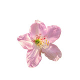 Azalia. Rhododendron schlippenbacha. PNG