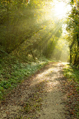 Path in the forest