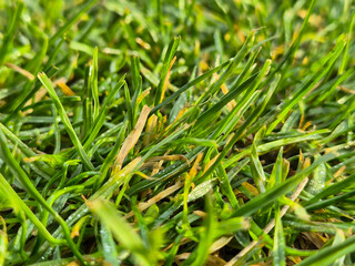 Wall Mural - Close-up of vibrant green grass showcasing dew drops. Perfect for nature-themed designs or backgrounds.