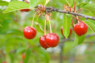 Wall Mural - Cherry-tree.