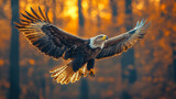 Majestic Eagle Soaring at Sunset: Emblem of Strength and Unrestricted Freedom