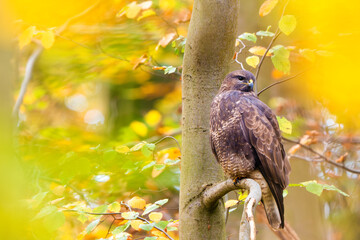 bird in the tree