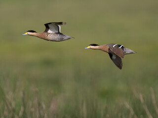 Wall Mural - Silver Teals in flight against blurred greenery in the background 