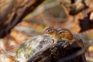 Wall Mural - the eastern chipmunk (tamias striatus) in the park. the chipmunk species found in eastern north amer