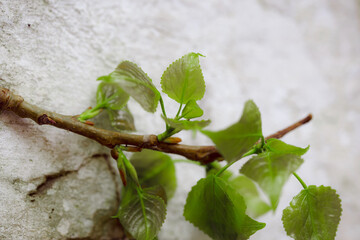 Fresh green leaf. Bush with new spring foliage. White concrete wall with natural defects. Fragment of the cement surface with natural texture. Monochrome palette of shades.