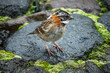 © Angela - Rufous-collared sparrow (Zonotrichia capensis) in the rain, at a high altitude lodge just outside of Cotopaxi National Park, Ecuador