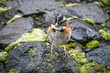 © Angela - Rufous-collared sparrow (Zonotrichia capensis) in the rain, at a high altitude lodge just outside of Cotopaxi National Park, Ecuador