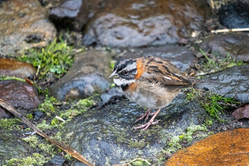 rufous-collared sparrow (zonotrichia capensis) in the rain, at a high altitude lodge just outside of