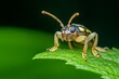 © suraida - Insect studies examine the unique weevil species