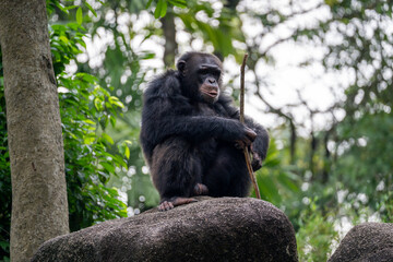 male chimpanzee (pan troglodytes, chimp) holding a stick - a species of great ape