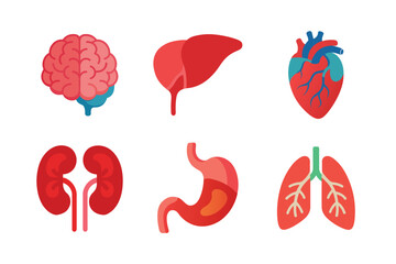 Wall Mural - Internal Organs of human vector art illustration bundle