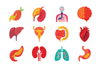 Wall Mural - Internal Organs of human vector art illustration bundle