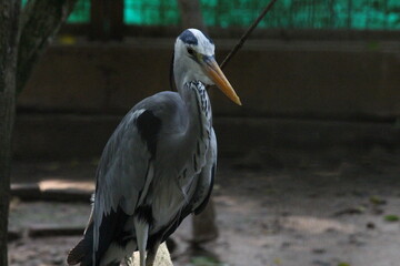 great white pelican