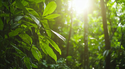 Green tropical forest, scenic conservation area