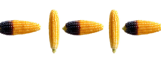 Poster - Four corn cobs aligned horizontally on a white surface