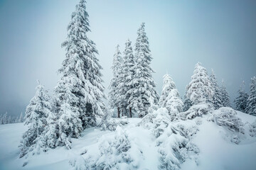 Aufkleber - Gorgeous image of snowy fir trees on a frosty day after a heavy snowfall. Photo wallpapers.