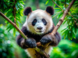 © MD USUB BISWAS - Panda hanging from the branches in tropical forest close up portrait.