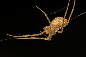 Wall Mural - Spider hanging upside down from a silk thread