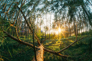 Fallen tree pine after storm on forest ground Woodland. Sunlight Sunrays Sunbeams Shine Through Fallen pine Tree In Autumn Forest Landscape