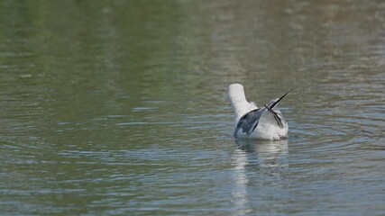 Wall Mural - glaucous winged gull in a seashore